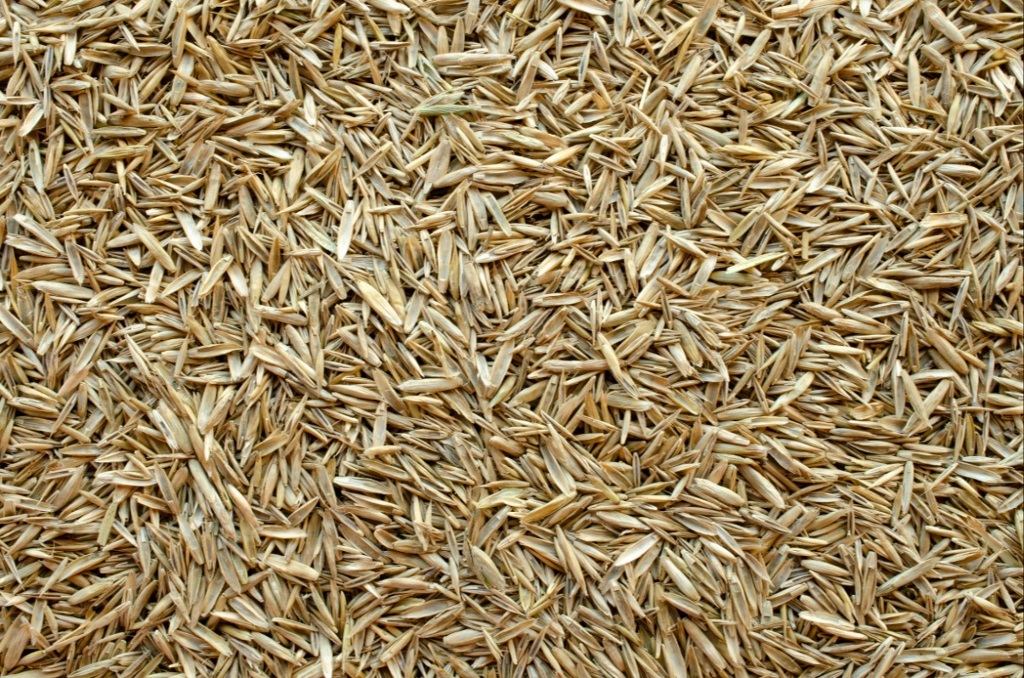 Grass Seed